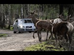 Volvo animal avoidance system