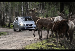 Volvo animal avoidance system