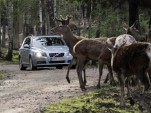 Volvo animal detection safety development