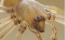 Spider Problems: Hyundai, Honda Models Also Caught In The Web