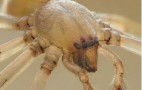 Spider Problems: Hyundai, Honda Models Also Caught In The Web
