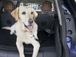 How to choose the best dog seat belt and car harness 