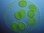 Algae and biofuel