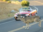 Deer and car
