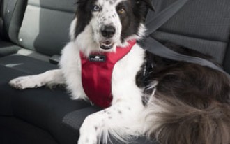 Buy The Right Dog Seat Belt & Dog Car Harness