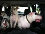 Dogs in the car [photo by John d'Addario]