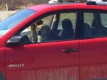 Driving Dogs