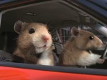 Kia 'Hamsters' commercial