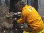Koala rescued in Victoria, Australia -- via AP
