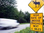 Moose warning sign