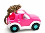 Mr. Toad's wild ride