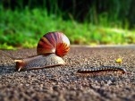 Snail crossing the road [by Flickr user schristia]