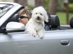 6 tips for taking road trips with your dog post thumbnail