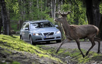Volvo Using Pedestrian Detection System To Spot Animals, Too
