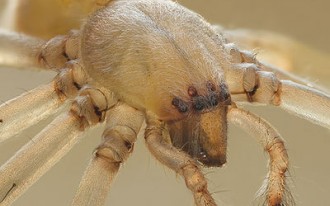 Spider Infestation Problems Lead To Mazda Recall